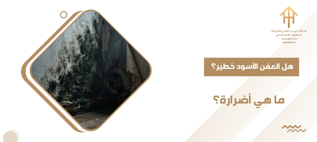 هل العفن الأسود خطير؟ ما هي أضرارة؟